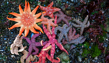 Tide Pooling in Kachemak Bay, Homer, Alaska