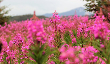 Alaska Wildflowers