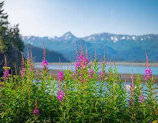 China Poot Bay, Homer, Alaska