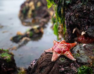 China Poot Bay, Homer, Alaska