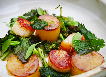 Fresh Scallops