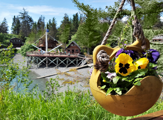 Kachemak Bay Wilderness Lodge Pansies