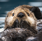 Kachemak Bay Sea Otter in Homer, Alaska