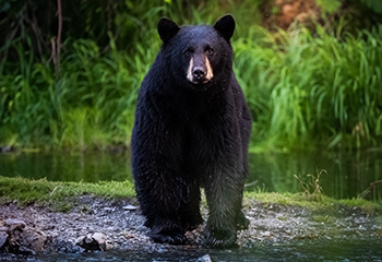 Black Bear in Kachemak Bay State Park