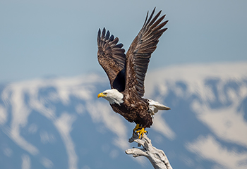 Bald Eagle Homer, Alaska