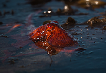 Octopus in Kachemak Bay