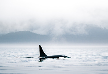 Orca in Kachemak Bay