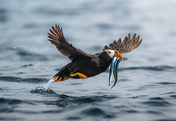 Wildlife viewing - Puffin in Kachemak Bay